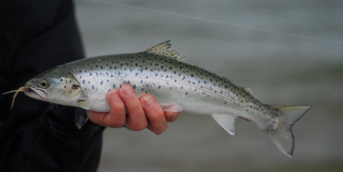 Islay Sea Trout