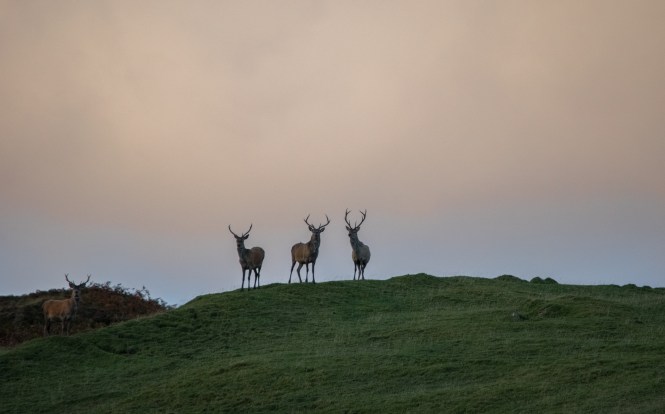 Islay Stags