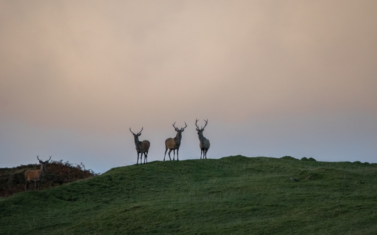 Islay Stags